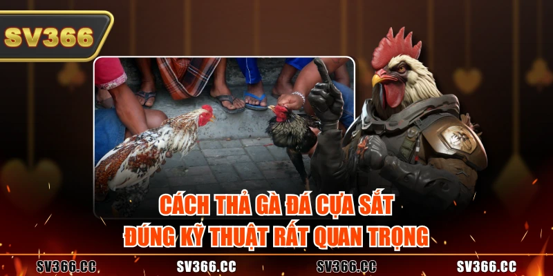 Cách thả gà đá cựa sắt đúng kỹ thuật rất quan trọng