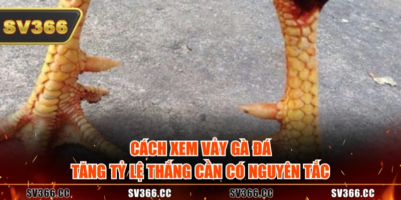 Cách xem vảy gà đá tăng tỷ lệ thắng cần có nguyên tắc