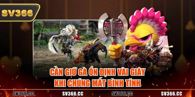 Cần giữ gà ổn định vài giây khi chúng mất bình tĩnh