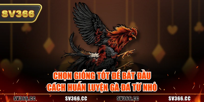 Chọn giống tốt để bắt đầu cách huấn luyện gà đá từ nhỏ Chọn giống tốt để bắt đầu cách huấn luyện gà đá từ nhỏ