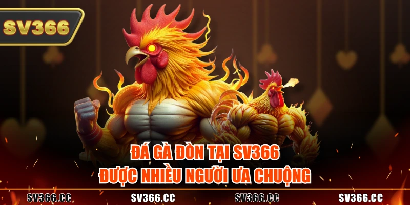 Đá gà đòn tại SV366 được nhiều người ưa chuộng