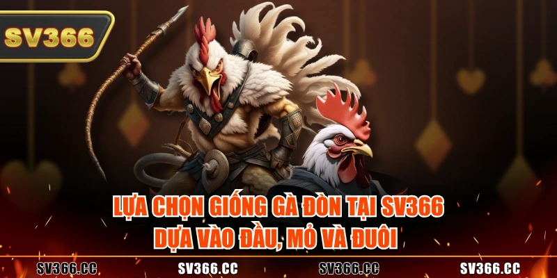 Lựa chọn giống gà đòn tại SV366 dựa vào đầu, mỏ và đuôi 