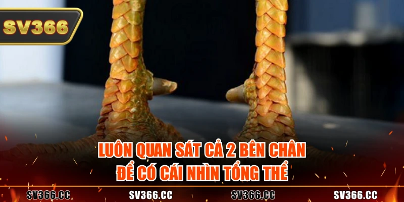 Luôn quan sát cả 2 bên chân để có cái nhìn tổng thể