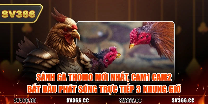 Sảnh gà Thomo mới nhất, Cam1 Cam2 bắt đầu phát sóng trực tiếp 3 khung giờ