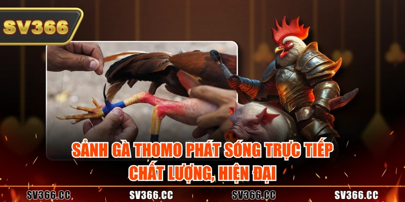 Sành gà Thomo phát sóng trực tiếp chất lượng, hiện đại