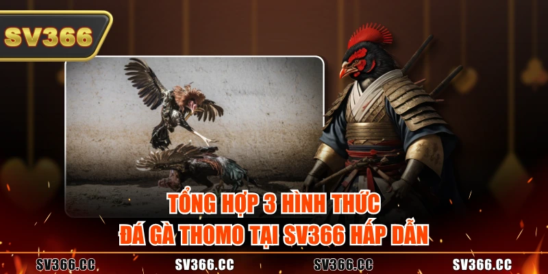 Tổng hợp 3 hình thức đá gà Thomo tại SV366 hấp dẫn Tổng hợp 3 hình thức đá gà Thomo tại SV366 hấp dẫn