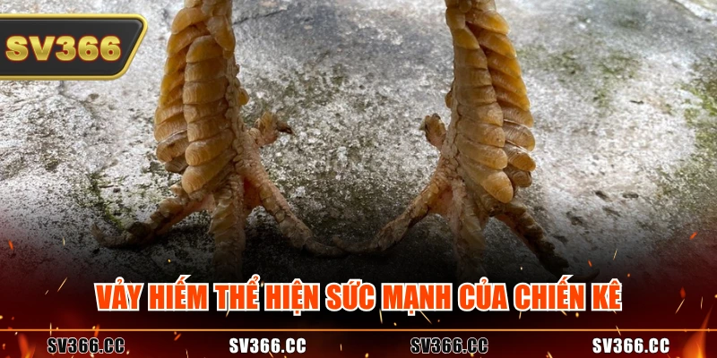 Vảy hiếm thể hiện sức mạnh của chiến kê